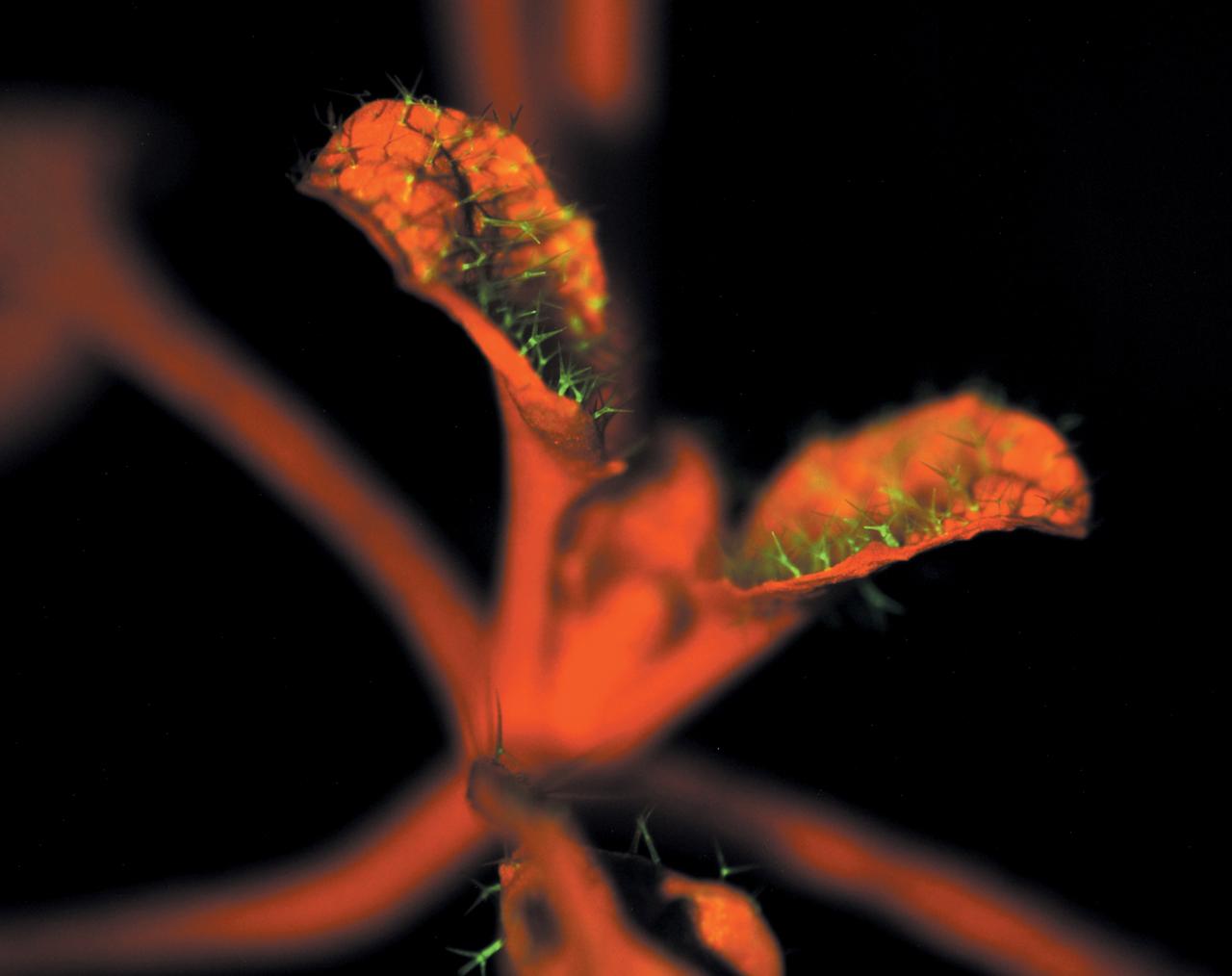 Researchers in Robert Ferl’s lab at the University of Florida in Gainesville, genetically altered this Arabdopsis Thaliana (a brassica species) plant to learn how extreme environments, such as the low atmospheric pressure on Mars, affect plant genes.  They inserted green fluorescent protein (GFP) near the on/off switches for anoxia and drought genes. When those genes were turned on after exposure to reduced atmospheric pressure, GFP was turned on as well, causing cells expressing those genes to glow green under a blue light.  The natural fluorescence of chlorophyll accounts for the red glow. 
