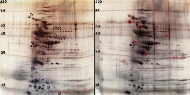 These gels were obtained by two-dimensional (2D) electrophoresis, in which proteins move different substances through a polyacrylamide gel matrix based on their molecular weight and total charge in an electric field. The gels illustrate principal investigator David Niesel’s findings that exposure to modeled microgravity results in some Streptoccoccus Pneumonia’s proteins being upregulated and others being downregulated.  In 2D protein profiles of whole cell lysates of Streptoccoccus Pneumonia, 6,304 cultured under normal gravity (left), appear to be expressed at higher levels indicated with black circles. Red circles (right) indicate proteins that were grown under modeled microgravity in a high aspect ratio vessel HARV).