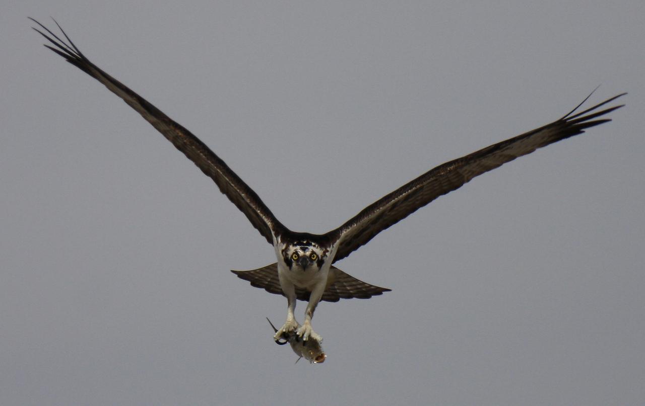 An osprey with a sea trout in its claws flies in the  Kennedy Space Center area, Cape Canaveral, Florida, USA, 23 February 2008. The crew of space shuttle Endeavour mission STS-123 is scheduled to arrive at 11:00 A.M. EST., at the shuttle landing facility 23 february 2008. The mission STS-123 launch is scheduled for launch no earlier than 11 March 2008.