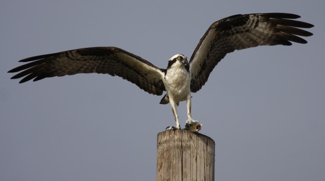 An osprey with a sea trout in its claws gets ready to fly in the  Kennedy Space Center area, Cape Canaveral, Florida, USA, 23 February 2008. The crew of space shuttle Endeavour mission STS-123 is scheduled to arrive at 11:00 A.M. EST., at the shuttle landing facility 23 february 2008. The mission STS-123 launch is scheduled for launch no earlier than 11 March 2008.