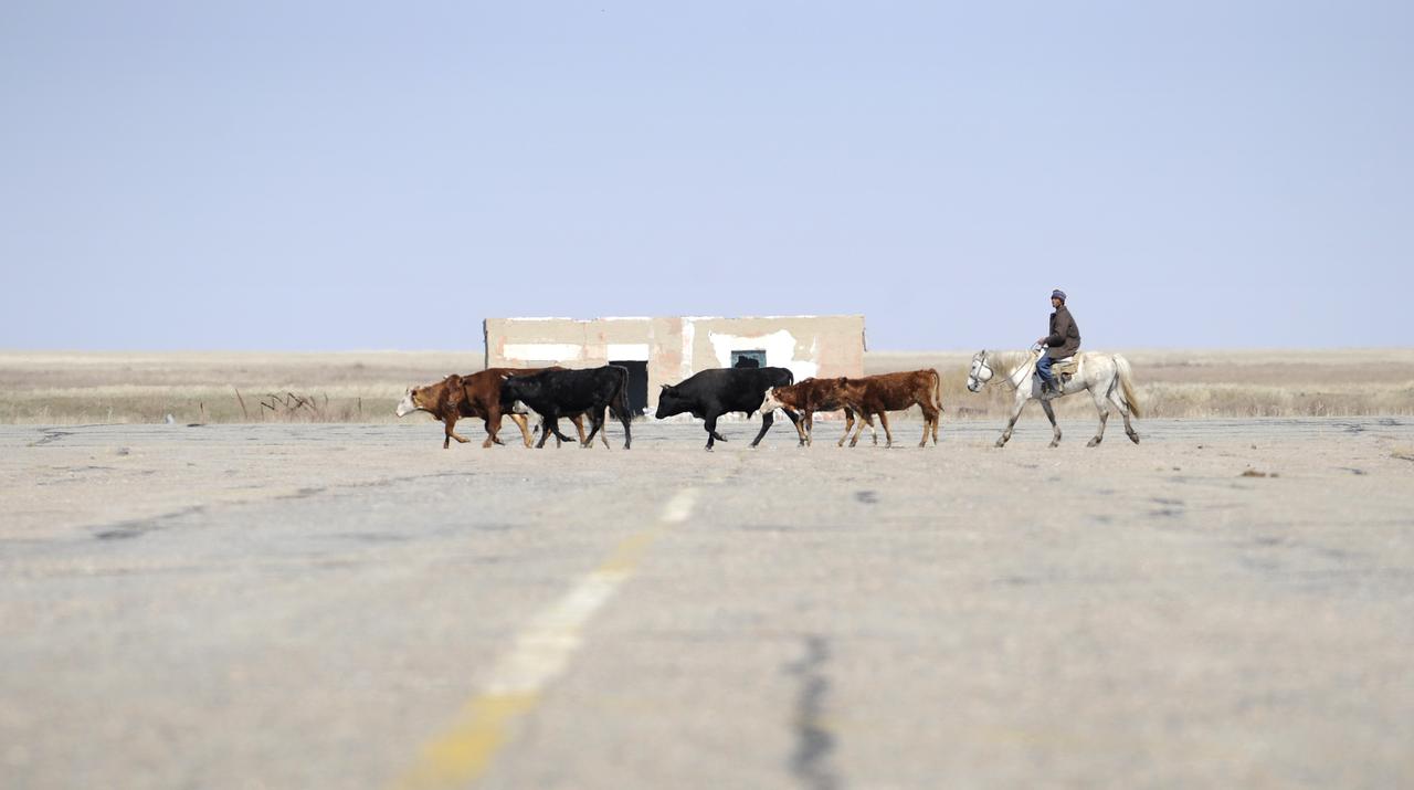 A Kazakh man herds cattle across the tarmac at the Arkalyk airport in Kazakhstan, Friday, April, 19, 2008. Arkalyk was used as one of the helicopter staging areas for the landing of the Soyuz TMA-11 spacecraft carrying Expedition 16 Commander Peggy Whitson, Flight Engineer and Soyuz Commander Yuri Malenchenko and South Korean spaceflight participant So-yeon Yi. The Soyuz made a ballistic landing, touching down more then 400 kilometers short of the intended target in central Kazakhstan. Photo Credit: (NASA/Bill Ingalls)