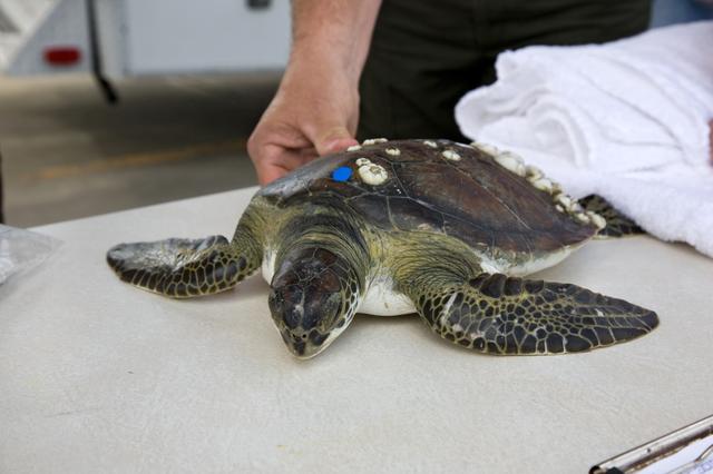 NASA image: KSC - MINWR