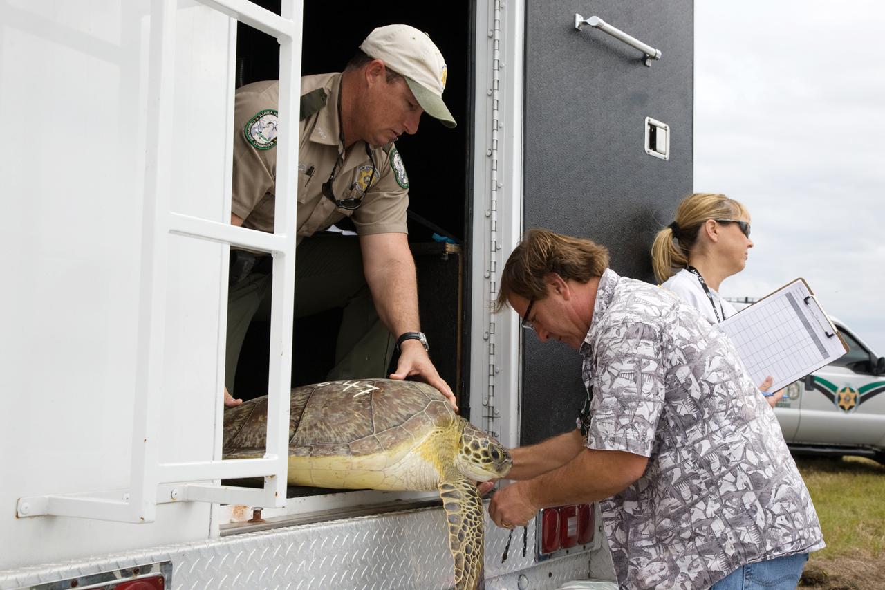 KSC WILDLIFE - SEA TURTLE RELEASE AFTER COLD WEATHER - NASA CSWY - SOUTH SIDE 