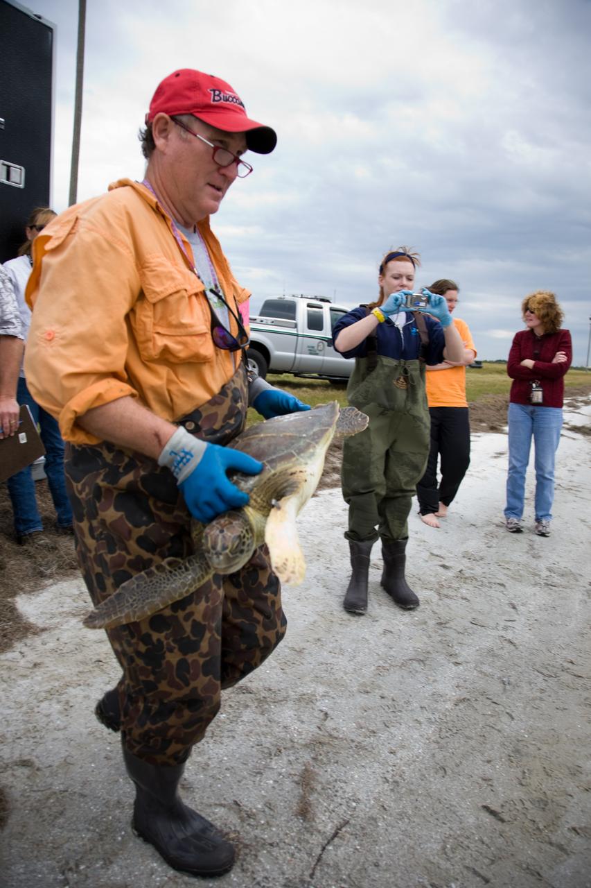 KSC WILDLIFE - SEA TURTLE RELEASE AFTER COLD WEATHER - NASA CSWY - SOUTH SIDE 