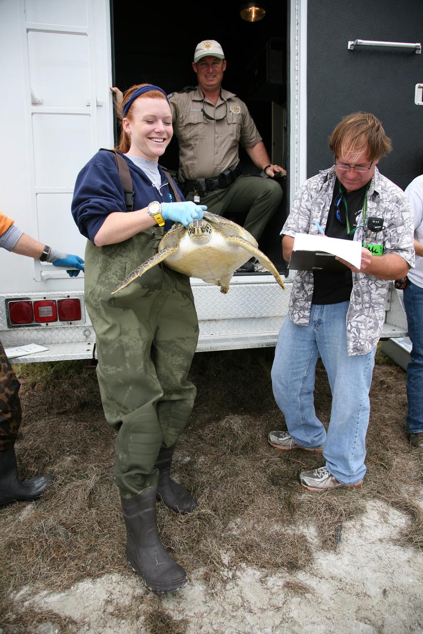 KSC WILDLIFE - SEA TURTLE RELEASE AFTER COLD WEATHER - NASA CSWY - SOUTH SIDE 