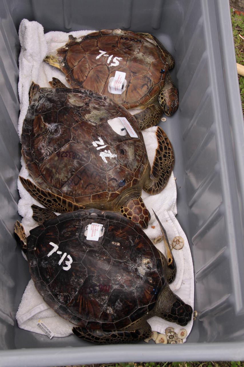 KSC WILDLIFE - TRACKING TRANSMITTERS BEING ATTACHED TO SEA TURTLES