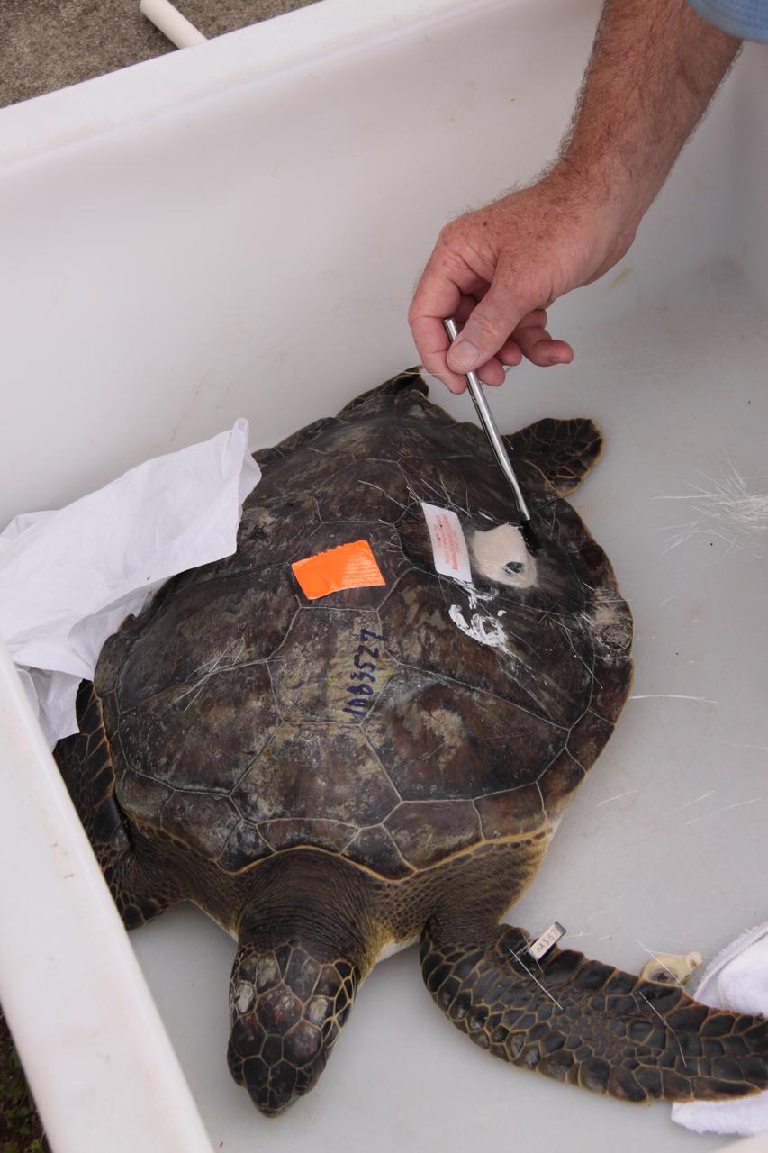 KSC WILDLIFE - TRACKING TRANSMITTERS BEING ATTACHED TO SEA TURTLES