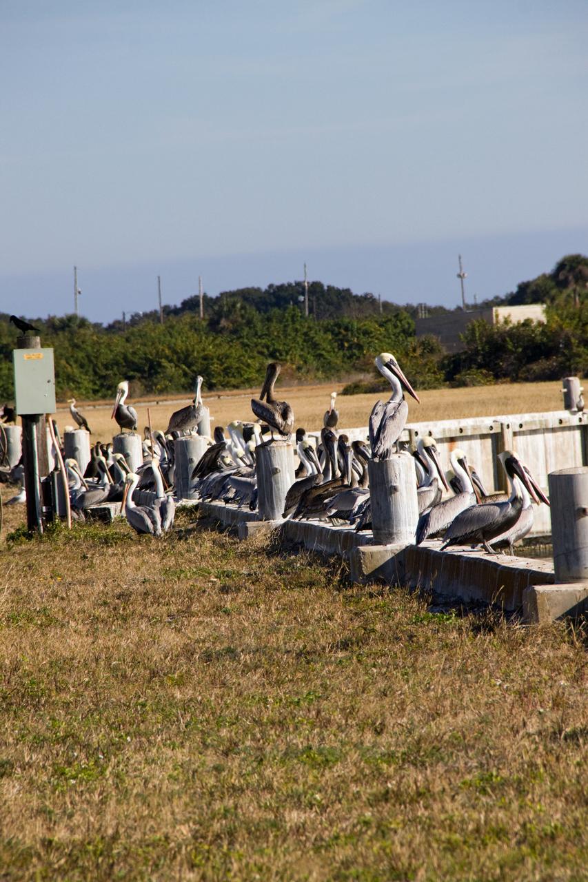 KSC WILDLIFE - PELICANS IN THE LC39 TURN BASIN