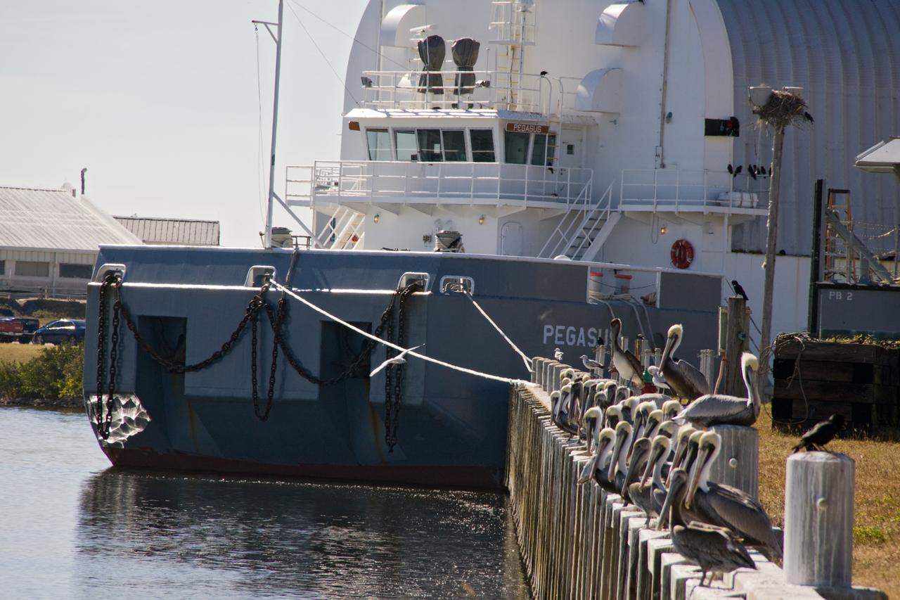 KSC WILDLIFE - PELICANS IN THE LC39 TURN BASIN