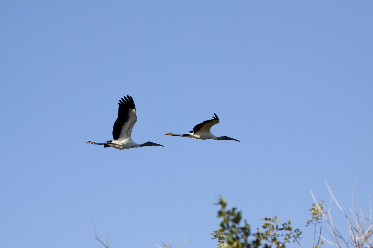 KSC WILDLIFE - BIRDS NEAR UCS-15