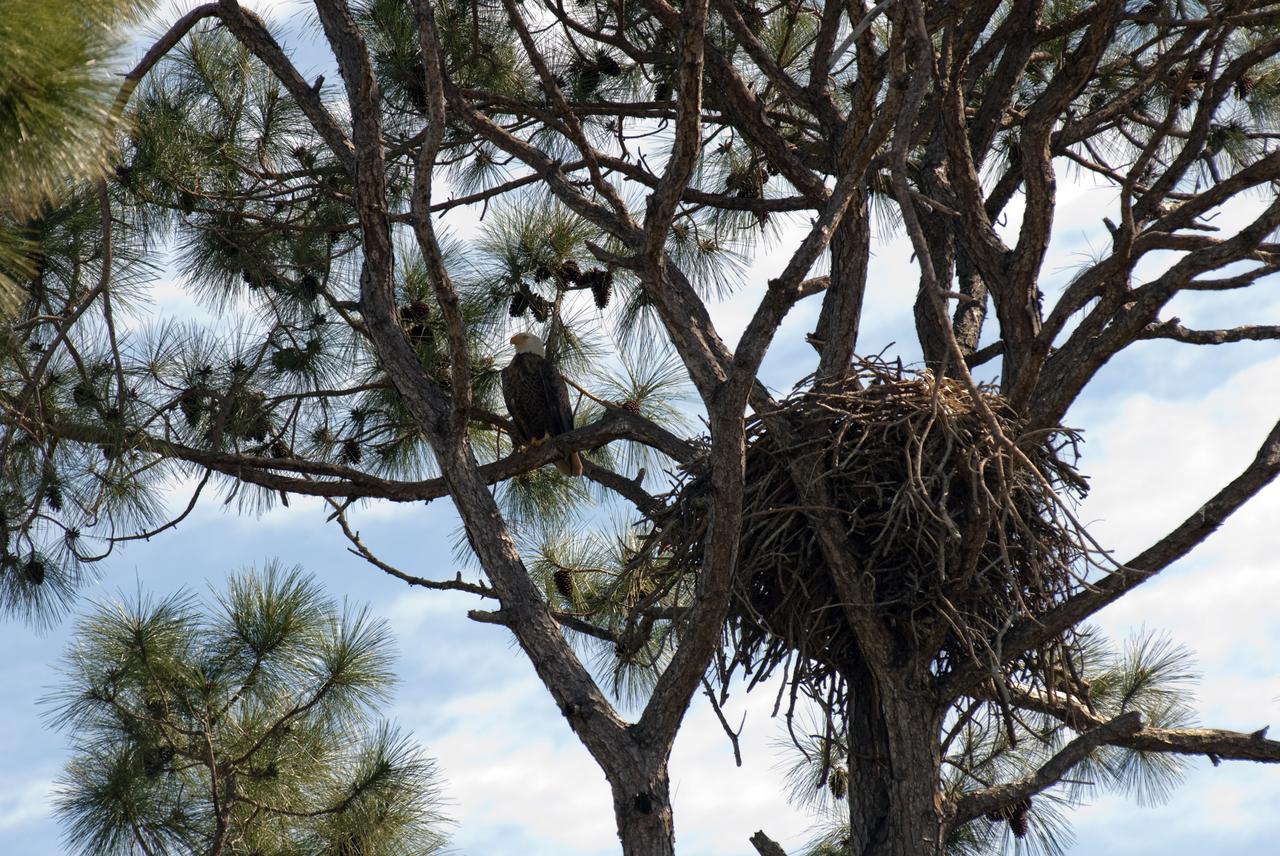 KSC WILDLIFE - NEW EAGLE NEST - ARMADILLO