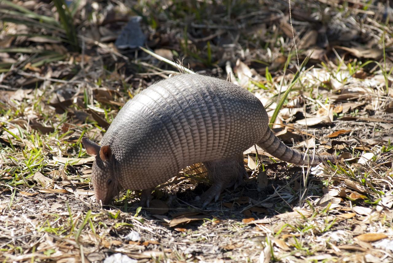 KSC WILDLIFE - NEW EAGLE NEST - ARMADILLO