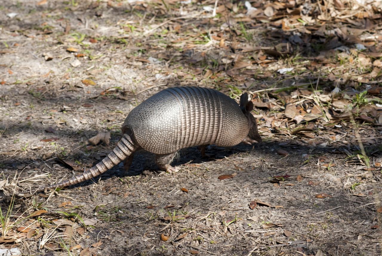 KSC WILDLIFE - NEW EAGLE NEST - ARMADILLO