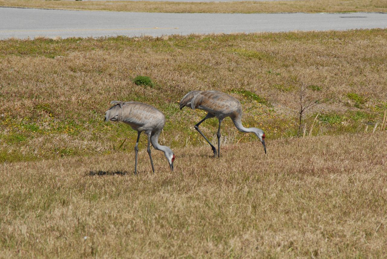 Sand Hill Cranes with VAB and LCC in Background