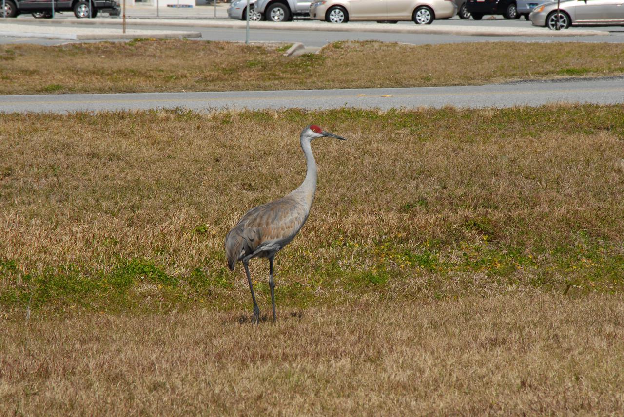 CAPE CANAVERAL, Fla. – A sandhill crane pauses from its food search near the Vehicle Assembly Building at NASA's Kennedy Space Center in Florida long enough to determine if it is in any imminent danger as its photograph is taken.  Sandhill cranes are primarily birds of open freshwater wetlands and shallow marshes, and in Florida, use seasonally variable wetlands, grasslands, and palm and pine savannahs. Sandhill cranes are omnivorous, feeding on a wide variety of plants and small vertebrates and invertebrates, both on land and in shallow water. Florida's sandhill crane population increases as cranes from northern states spend the winter in Florida. Florida sandhill cranes stay with the same mate for several years, and young sandhills stay with their parents until they are about 10 months old. Like whooping cranes, their endangered relatives, sandhills live to be older than most birds, some living up to 20 years.  The Merritt Island National Wildlife Refuge coexists with Kennedy Space Center and provides a habitat for 330 species of birds including the sandhill crane.  Photo credit: NASA_Jim Grossmann