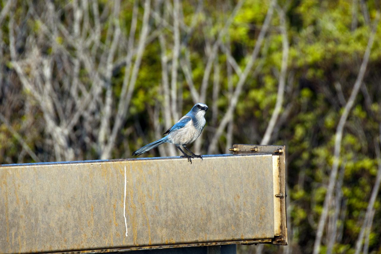 CAPE CANAVERAL, Fla. - At NASA's Kennedy Space Center in Florida, curiosity motivates a Florida scrub jay to investigate the activities of a NASA cameraman. The birds are one of several threatened species that reside on the Merritt Island National Wildlife Refuge which coexists with Kennedy Space Center. Scrub is a habitat unique to Florida, and one of the most important habitats for endangered species in the state. Species like the scrub jay, gopher tortoise and indigo snake rely on this habitat for food and shelter. The scrub oak acorn, for example, is a primary food source for the Florida scrub jay. Photo credit: NASA_Jim Grossmann