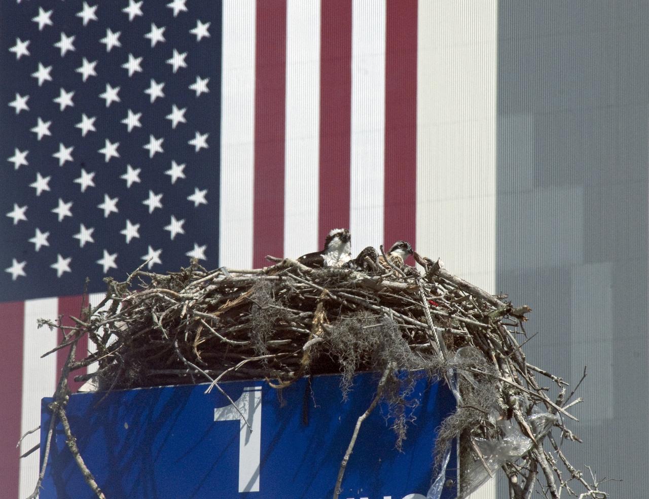 KSC WILDLIFE - BABY EAGLE AT REST ON SR3 - BABY OSPREYS AT PRESS SITE
