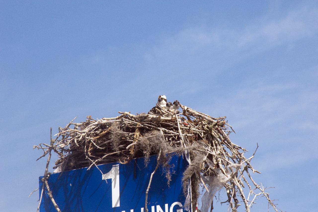 KSC WILDLIFE - BABY EAGLE AT REST ON SR3 - BABY OSPREYS AT PRESS SITE