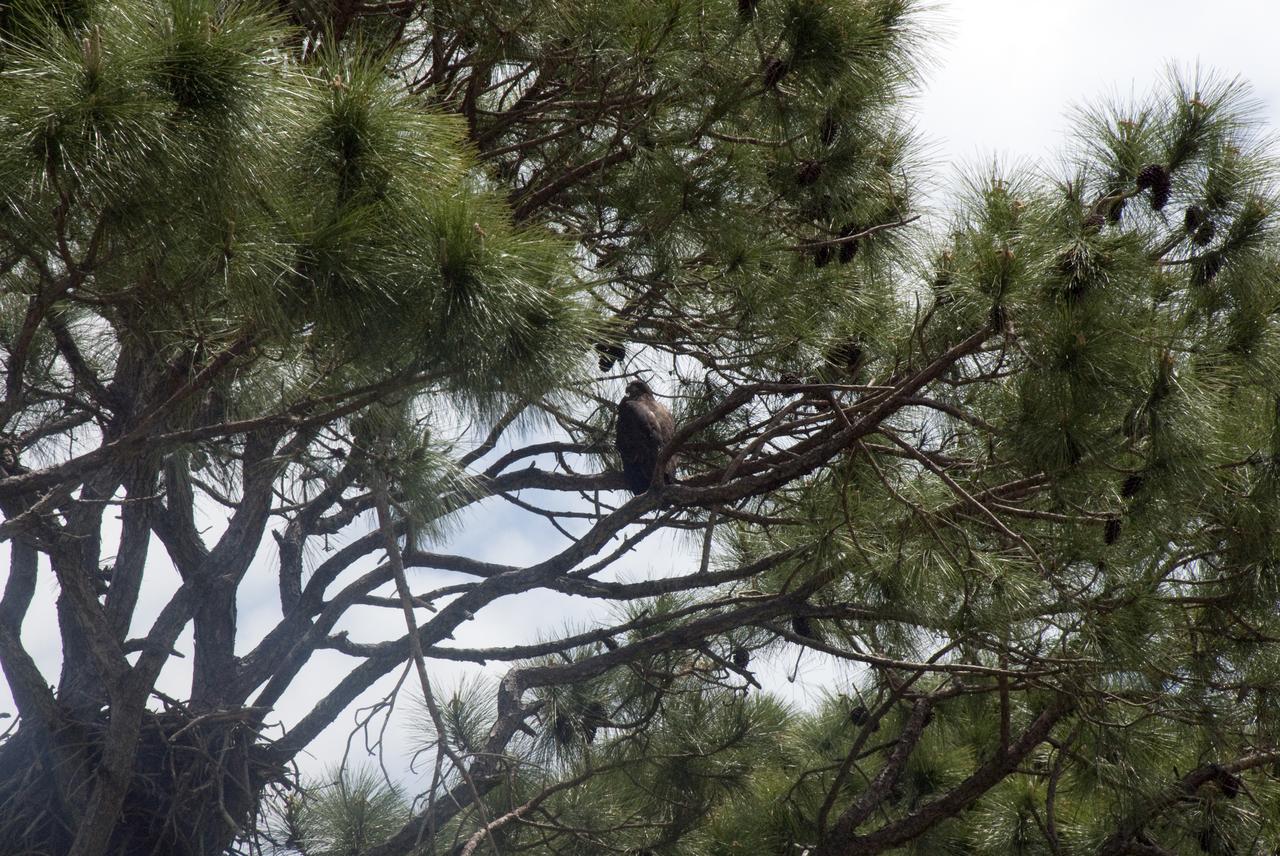 KSC WILDLIFE - BABY EAGLE AT REST ON SR3 - BABY OSPREYS AT PRESS SITE