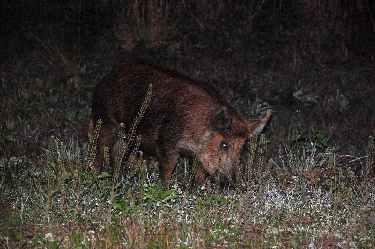 CAPE CANAVERAL, Fla. - A young feral hog roots for his breakfast at NASA's Kennedy Space Center in Florida.  Wild hogs flourish in the environs around Kennedy, which coexists with the Merritt Island National Wildlife Refuge, without many predators other than panthers and humans. Hogs were introduced to Florida in the 1500s and are now found statewide in wooded areas close to water. Estimates of the hog population on the refuge vary from 5,000 to 12,000. The Merritt Island National Wildlife Refuge coexists with Kennedy Space Center and provides a habitat for 330 species of birds and a variety of other wildlife - 117 kinds of fish, 65 types of amphibians and reptiles, 31 different mammals, and 1,045 species of plants. For information on the refuge, visit http:__www.fws.gov_merrittisland_Index.html. For information on Kennedy Space Center, visit http:__www.nasa.gov_kennedy.  Photo credit: NASA_Ben Smegelsky
