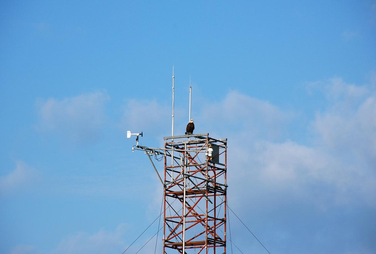 CAPE CANAVERAL, Fla. - At NASA's Kennedy Space Center in Florida, a bald eagle is in prime position at the top of a tower at the Shuttle Landing Facility to watch the landing of space shuttle Discovery.  Bald eagles mate for life, choosing the tops of large trees to build nests, which they typically use and enlarge each year. Nests may reach 10 feet across and weigh half a ton. The birds travel great distances but usually return to breeding grounds within 100 miles of the place where they were raised. Bald eagles may live 15 to 25 years in the wild. There are 18 active eagle nests within Kennedy's boundaries, including several in the vicinity of the landing strip. The Merritt Island National Wildlife Refuge coexists with Kennedy Space Center and provides a habitat for 330 species of birds including the bald eagle. A variety of other wildlife - 117 kinds of fish, 65 types of amphibians and reptiles, 31 different mammals, and 1,045 species of plants - also inhabit the refuge. For information on the refuge, visit http:__www.fws.gov_merrittisland_Index.html. For information on Kennedy Space Center, visit http:__www.nasa.gov_kennedy.  Photo credit: NASA_Ben Smegelsky