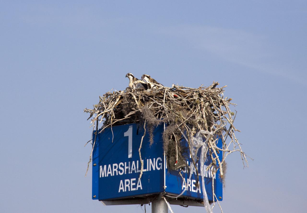 CAPE CANAVERAL, Fla. - At NASA's Kennedy Space Center in Florida, young osprey peer out of their nest, built on a platform in the Press Site parking lot.  The adults feed their young until they are fully fledged and defend their brood with great perseverance until they are independent.  The osprey, also known as a fish hawk, is well adapted for capturing fish, which make up its entire diet. The soles of its feet are equipped with sharp, spiny projections that give the bird a firm grip on its slippery prey.  Kennedy's Press Site is located at the turn basin in Launch Complex 39, making it an ideal osprey nesting place.  The Merritt Island National Wildlife Refuge overlaps with Kennedy Space Center property and provides a habitat for 330 species of birds, including the osprey.  A variety of other wildlife - 117 kinds of fish, 65 types of amphibians and reptiles, 31 different mammals, and 1,045 species of plants - also inhabit the refuge. For information on the refuge, visit http:__www.fws.gov_merrittisland_Index.html. For information on Kennedy Space Center, visit http:__www.nasa.gov_kennedy.  Photo credit: NASA_Jack Pfaller