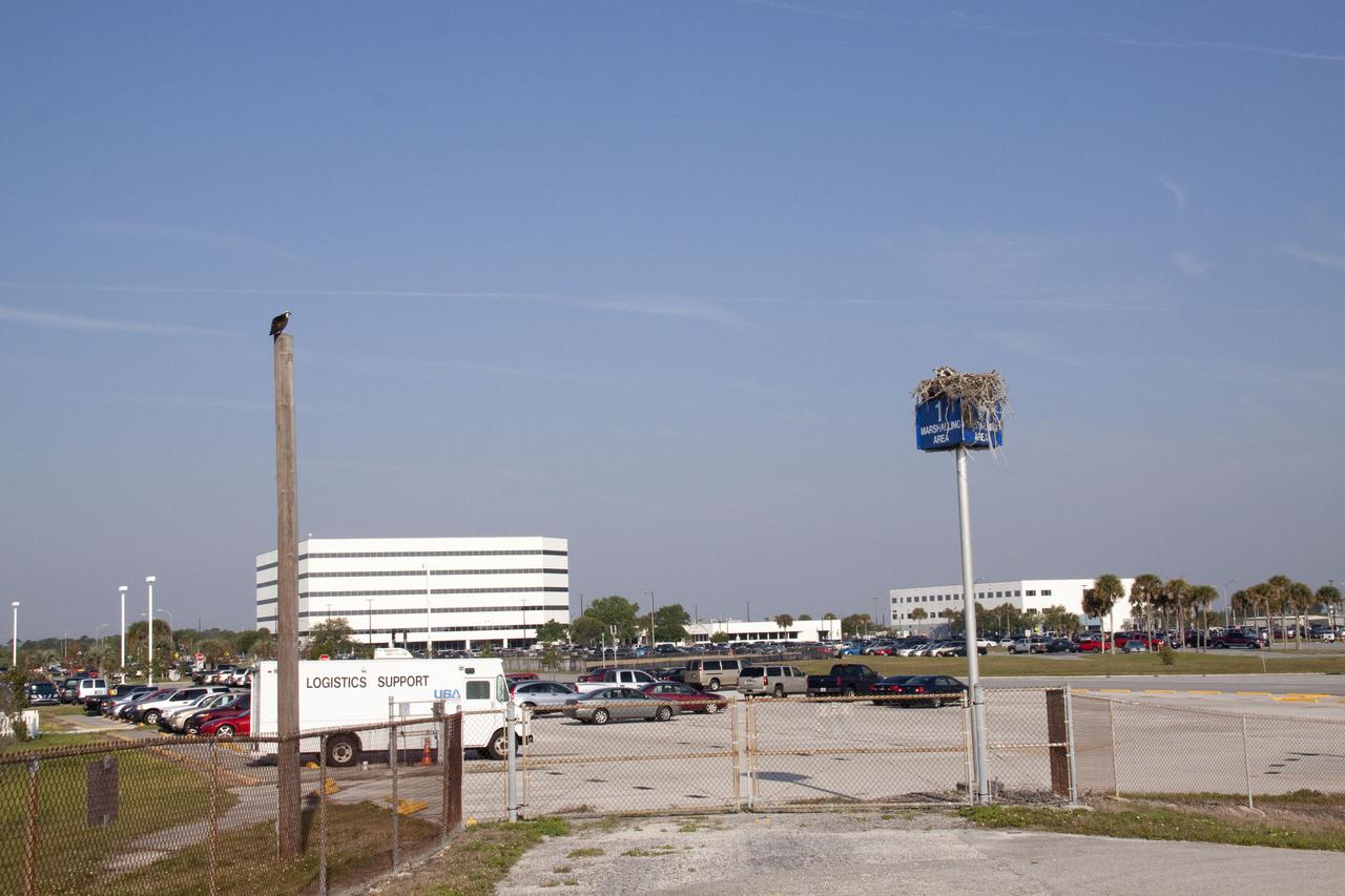 CAPE CANAVERAL, Fla. - At NASA's Kennedy Space Center in Florida, an adult osprey keeps an eye on its young from a pole near its nest, built on a platform in the Press Site parking lot.  The adults feed their young until they are fully fledged and defend their brood with great perseverance until they are independent.  The osprey, also known as a fish hawk, is well adapted for capturing fish, which make up its entire diet. The soles of its feet are equipped with sharp, spiny projections that give the bird a firm grip on its slippery prey.  Kennedy's Press Site is located at the turn basin in Launch Complex 39, making it an ideal osprey nesting place.  The Merritt Island National Wildlife Refuge overlaps with Kennedy Space Center property and provides a habitat for 330 species of birds, including the osprey.  A variety of other wildlife - 117 kinds of fish, 65 types of amphibians and reptiles, 31 different mammals, and 1,045 species of plants - also inhabit the refuge. For information on the refuge, visit http:__www.fws.gov_merrittisland_Index.html. For information on Kennedy Space Center, visit http:__www.nasa.gov_kennedy.  Photo credit: NASA_Jack Pfaller