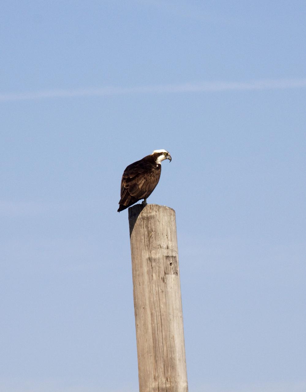 CAPE CANAVERAL, Fla. - At NASA's Kennedy Space Center in Florida, an adult osprey keeps an eye on its young from a pole near its nest, built on a platform in the Press Site parking lot. The adults feed their young until they are fully fledged and defend their brood with great perseverance until they are independent. The osprey, also known as a fish hawk, is well adapted for capturing fish, which make up its entire diet. The soles of its feet are equipped with sharp, spiny projections that give the bird a firm grip on its slippery prey. Kennedy's Press Site is located at the turn basin in Launch Complex 39, making it an ideal osprey nesting place. The Merritt Island National Wildlife Refuge overlaps with Kennedy Space Center property and provides a habitat for 330 species of birds, including the osprey. A variety of other wildlife - 117 kinds of fish, 65 types of amphibians and reptiles, 31 different mammals, and 1,045 species of plants - also inhabit the refuge. For information on the refuge, visit http:__www.fws.gov_merrittisland_Index.html. For information on Kennedy Space Center, visit http:__www.nasa.gov_kennedy. Photo credit: NASA_Jack Pfaller