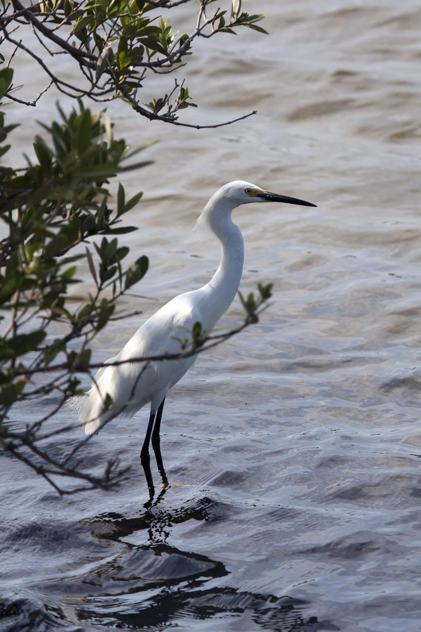 CAPE CANAVERAL, Fla. - At NASA's Kennedy Space Center in Florida, a great white egret fishes in Launch Complex 39.  Egrets use a foot-foraging method to fish, standing motionless in the shallows and raking the bottom to attract fish which they quickly capture in their bills. The Merritt Island National Wildlife Refuge overlaps with Kennedy Space Center property and provides a habitat for 330 species of birds, including egrets. A variety of other wildlife - 117 kinds of fish, 65 types of amphibians and reptiles, 31 different mammals, and 1,045 species of plants - also inhabit the refuge. For information on the refuge, visit http:__www.fws.gov_merrittisland_Index.html. For information on Kennedy Space Center, visit http:__www.nasa.gov_kennedy. Photo credit: NASA_Dimitri Gerondidakis