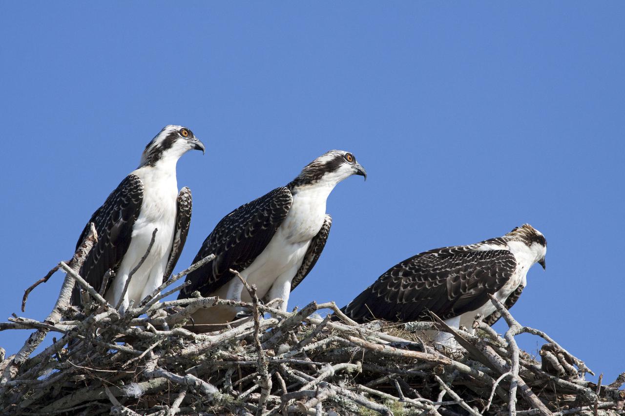 CAPE CANAVERAL, Fla. - At NASA's Kennedy Space Center in Florida, young sibling osprey peer out of their nest atop a platform in the Press Site parking lot.  The adults feed their young until they are fully fledged and defend their brood with great perseverance until they are independent.  The osprey, also known as a fish hawk, is well adapted for capturing fish, which make up its entire diet. The soles of its feet are equipped with sharp, spiny projections that give the bird a firm grip on its slippery prey.  Kennedy's Press Site is located at the turn basin in Launch Complex 39, making it an ideal osprey nesting place.  The Merritt Island National Wildlife Refuge overlaps with Kennedy Space Center property and provides a habitat for 330 species of birds, including the osprey.  A variety of other wildlife - 117 kinds of fish, 65 types of amphibians and reptiles, 31 different mammals, and 1,045 species of plants - also inhabit the refuge. For information on the refuge, visit http:__www.fws.gov_merrittisland_Index.html. For information on Kennedy Space Center, visit http:__www.nasa.gov_kennedy.  Photo credit: NASA_Jack Pfaller