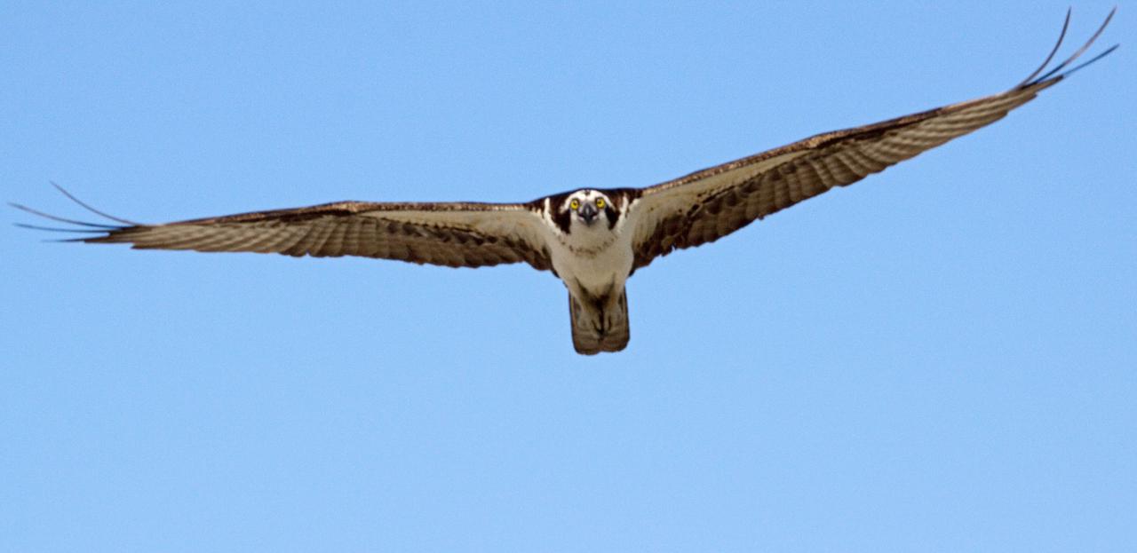 CAPE CANAVERAL, Fla. - At NASA's Kennedy Space Center in Florida, a female osprey returns to its nest atop a platform in the Press Site parking lot.  The adults feed their young until they are fully fledged and defend their brood with great perseverance until they are independent.  The osprey, also known as a fish hawk, is well adapted for capturing fish, which make up its entire diet. The soles of its feet are equipped with sharp, spiny projections that give the bird a firm grip on its slippery prey.  Kennedy's Press Site is located at the turn basin in Launch Complex 39, making it an ideal osprey nesting place.  The Merritt Island National Wildlife Refuge overlaps with Kennedy Space Center property and provides a habitat for 330 species of birds, including the osprey.  A variety of other wildlife - 117 kinds of fish, 65 types of amphibians and reptiles, 31 different mammals, and 1,045 species of plants - also inhabit the refuge. For information on the refuge, visit http:__www.fws.gov_merrittisland_Index.html. For information on Kennedy Space Center, visit http:__www.nasa.gov_kennedy.  Photo credit: NASA_Jack Pfaller