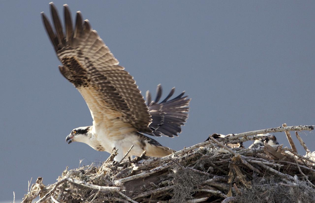 CAPE CANAVERAL, Fla. - At NASA's Kennedy Space Center in Florida, a female osprey lands in its nest atop a platform in the Press Site parking lot.  The adults feed their young until they are fully fledged and defend their brood with great perseverance until they are independent.  The osprey, also known as a fish hawk, is well adapted for capturing fish, which make up its entire diet. The soles of its feet are equipped with sharp, spiny projections that give the bird a firm grip on its slippery prey.  Kennedy's Press Site is located at the turn basin in Launch Complex 39, making it an ideal osprey nesting place.  The Merritt Island National Wildlife Refuge overlaps with Kennedy Space Center property and provides a habitat for 330 species of birds, including the osprey.  A variety of other wildlife - 117 kinds of fish, 65 types of amphibians and reptiles, 31 different mammals, and 1,045 species of plants - also inhabit the refuge. For information on the refuge, visit http:__www.fws.gov_merrittisland_Index.html. For information on Kennedy Space Center, visit http:__www.nasa.gov_kennedy.  Photo credit: NASA_Jack Pfaller