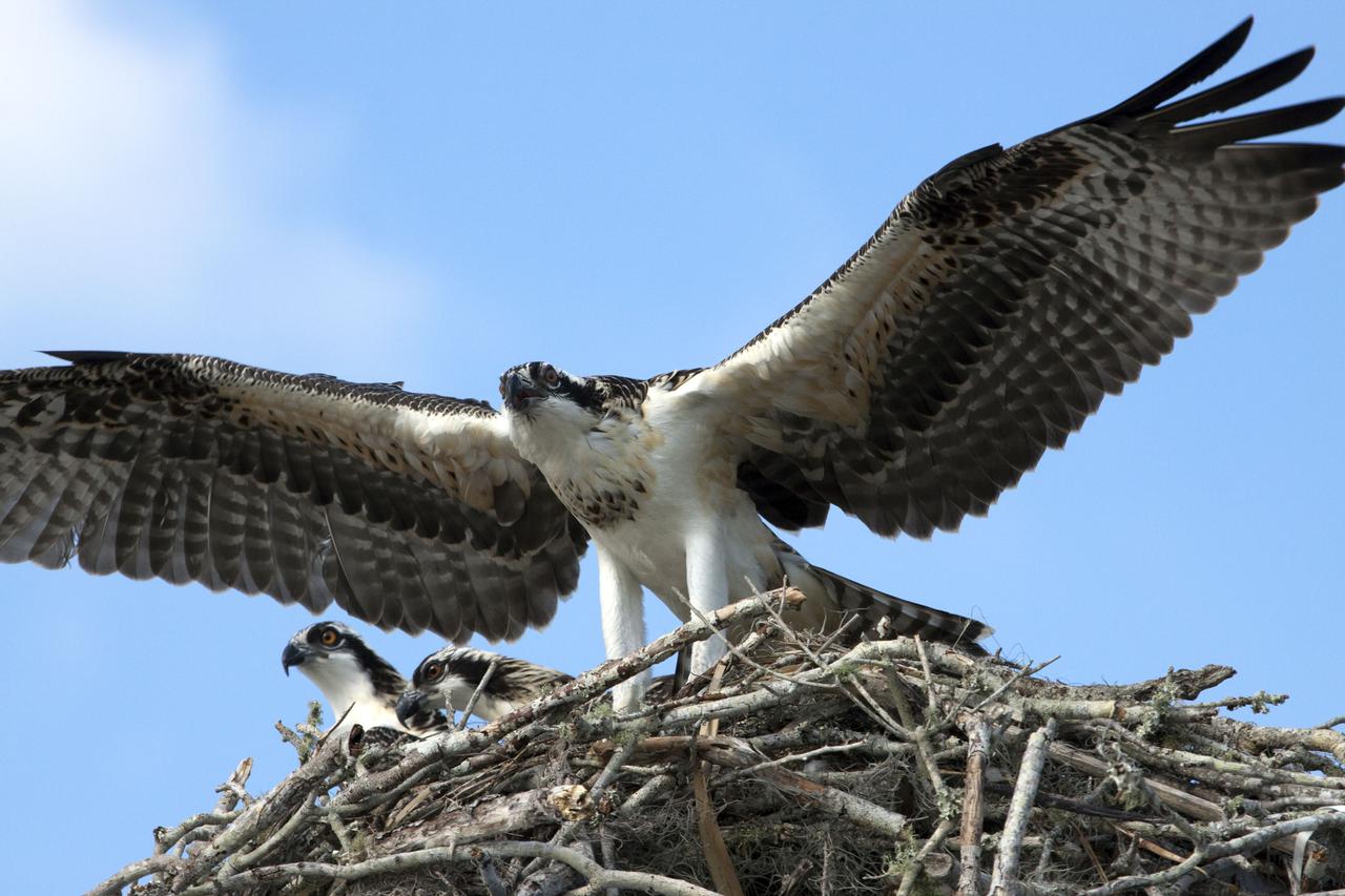 CAPE CANAVERAL, Fla. - At NASA's Kennedy Space Center in Florida, a female osprey returns to its nest atop a platform in the Press Site parking lot, ever protective of her growing triplets.  The adults feed their young until they are fully fledged and defend their brood with great perseverance until they are independent.  The osprey, also known as a fish hawk, is well adapted for capturing fish, which make up its entire diet. The soles of its feet are equipped with sharp, spiny projections that give the bird a firm grip on its slippery prey.  Kennedy's Press Site is located at the turn basin in Launch Complex 39, making it an ideal osprey nesting place.  The Merritt Island National Wildlife Refuge overlaps with Kennedy Space Center property and provides a habitat for 330 species of birds, including the osprey.  A variety of other wildlife - 117 kinds of fish, 65 types of amphibians and reptiles, 31 different mammals, and 1,045 species of plants - also inhabit the refuge. For information on the refuge, visit http:__www.fws.gov_merrittisland_Index.html. For information on Kennedy Space Center, visit http:__www.nasa.gov_kennedy.  Photo credit: NASA_Jack Pfaller