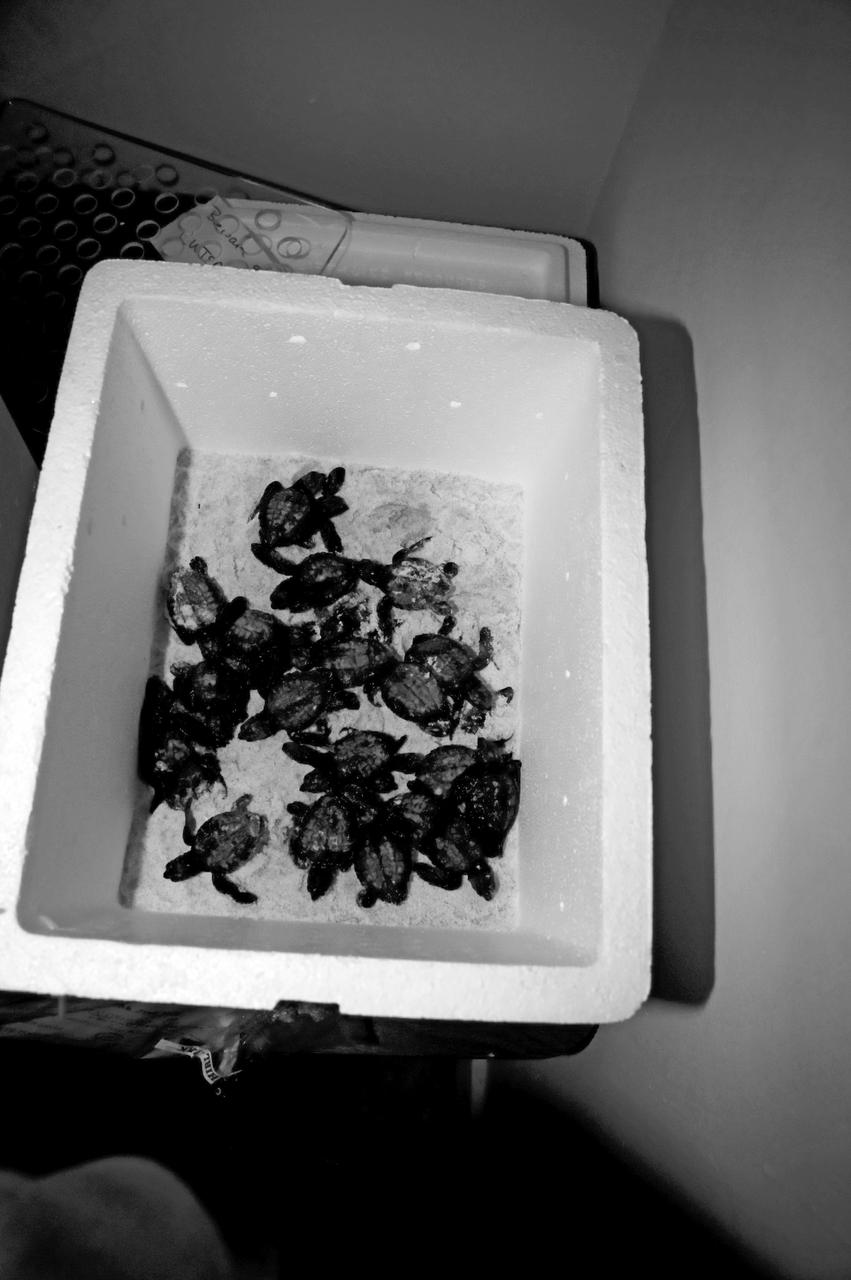 KSC WILDLIFE - TURTLE RELEASE FROM PLAYALINDA - GULF RESCUE OPS