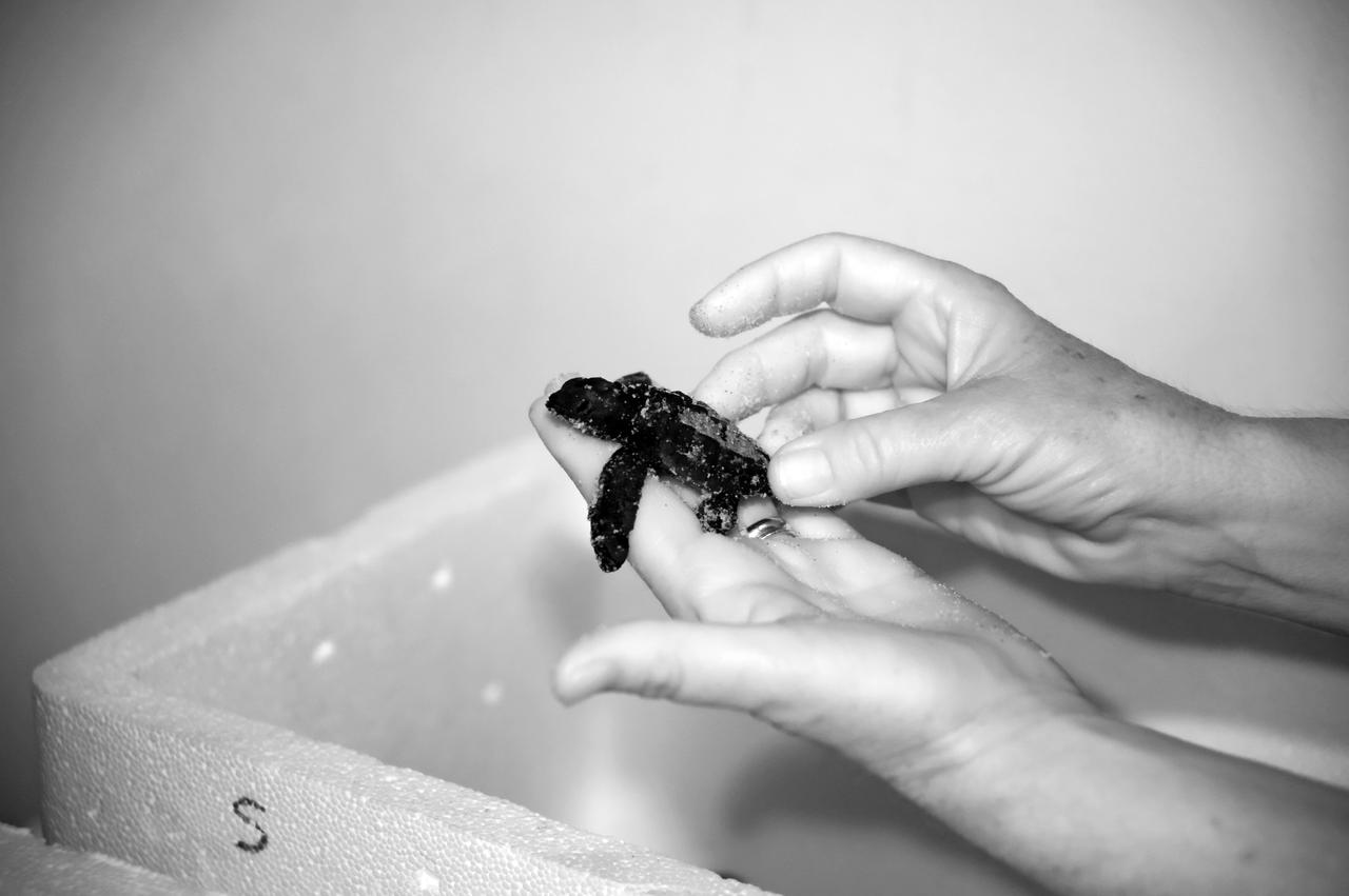 KSC WILDLIFE - TURTLE RELEASE FROM PLAYALINDA - GULF RESCUE OPS