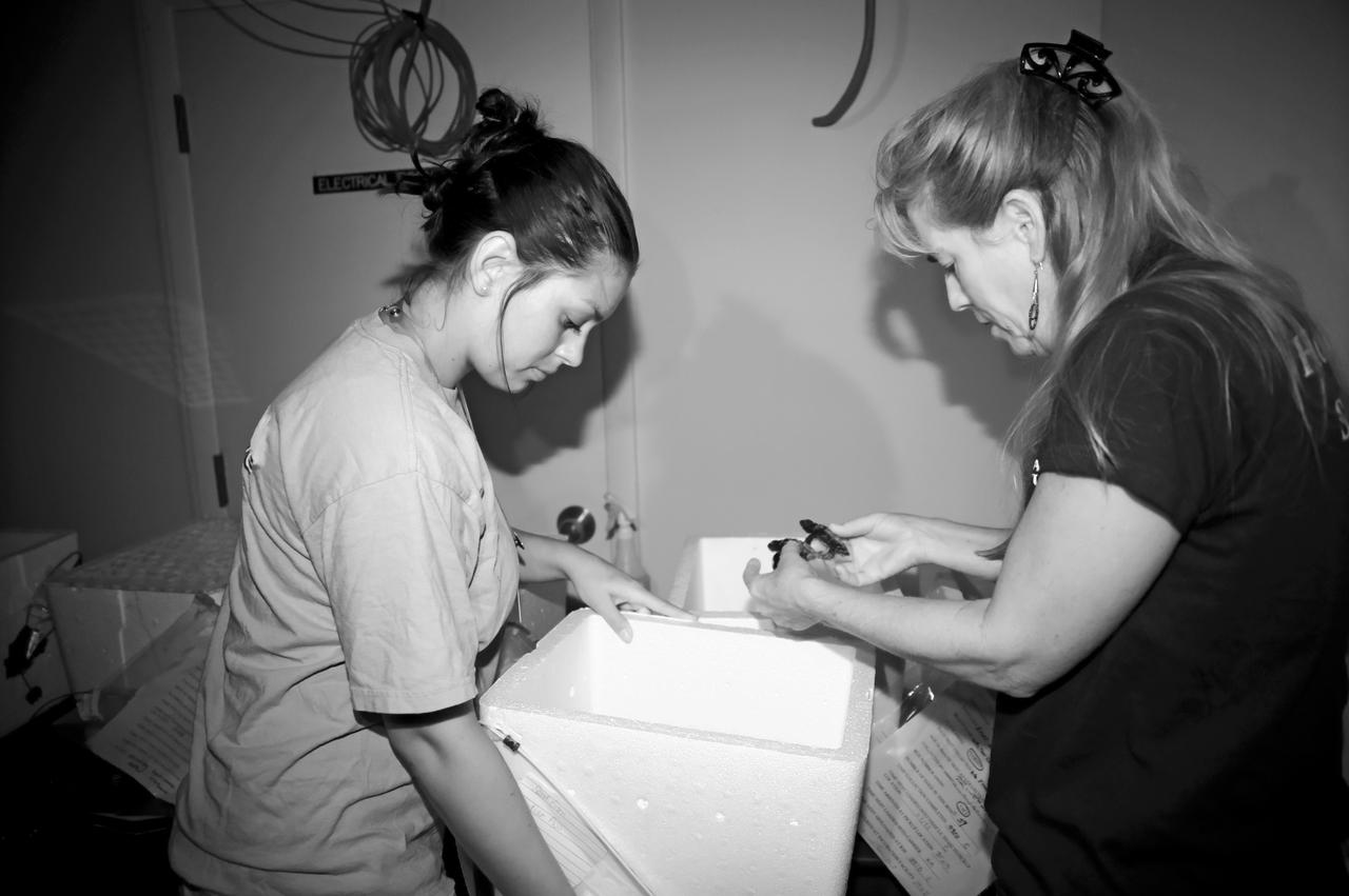 KSC WILDLIFE - TURTLE RELEASE FROM PLAYALINDA - GULF RESCUE OPS