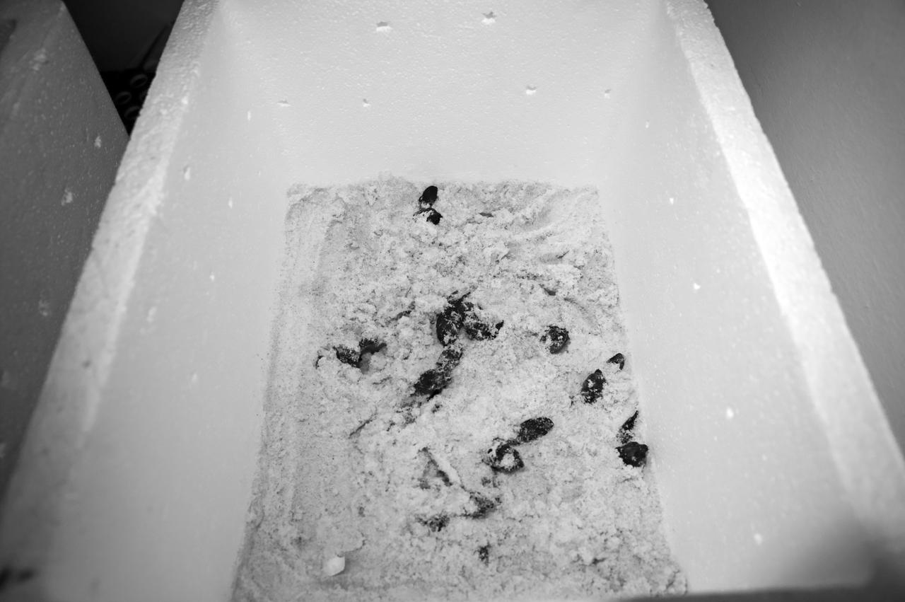 KSC WILDLIFE - TURTLE RELEASE FROM PLAYALINDA - GULF RESCUE OPS