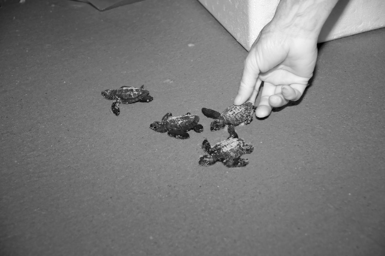 KSC WILDLIFE - TURTLE RELEASE FROM PLAYALINDA - GULF RESCUE OPS