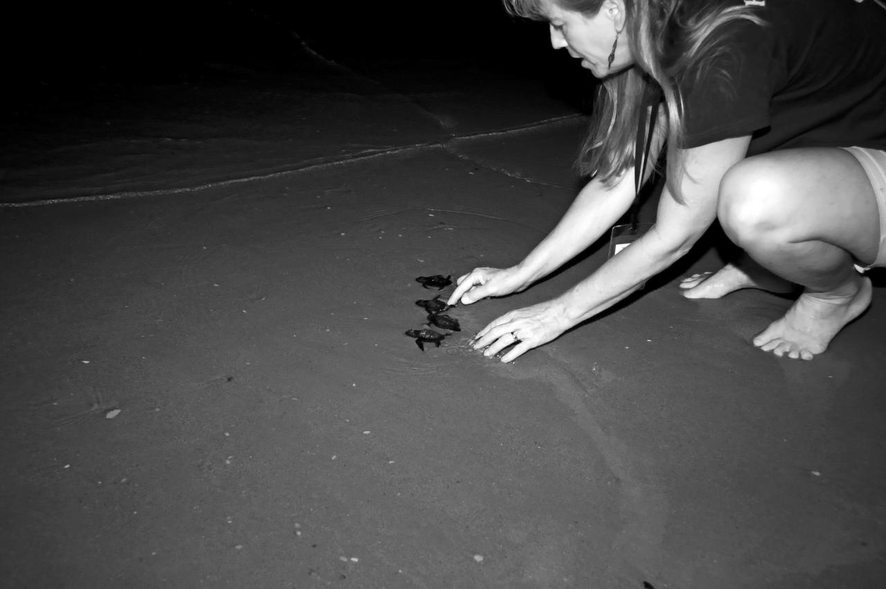KSC WILDLIFE - TURTLE RELEASE FROM PLAYALINDA - GULF RESCUE OPS