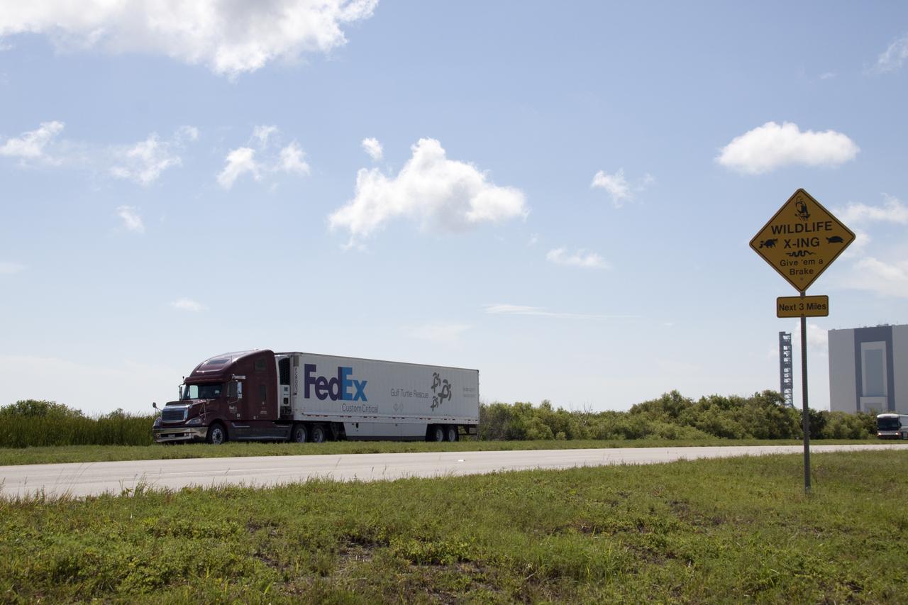 SEA TURTLE ARRIVAL - GULF RESCUE OPS