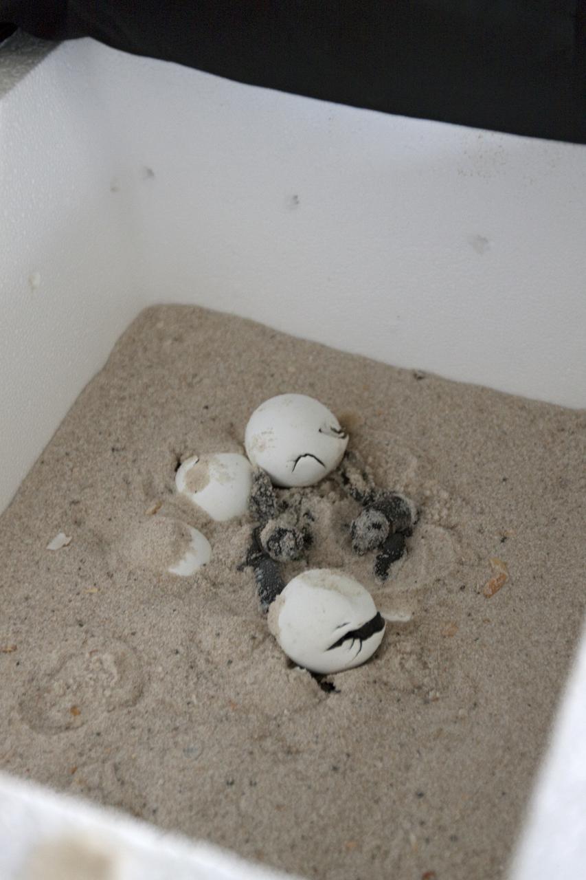 CAPE CANAVERAL, Fla. -- In a secure, climate-controlled facility at NASA's Kennedy Space Center in Florida, newly-hatched Loggerhead turtles emerge from their eggs brought from beaches along the northern U.S. Gulf Coast.    The eggs will be monitored by biologists and hatchery workers until incubation is complete. The hatchlings will be released at different points along a 100-mile stretch of the Atlantic Ocean shoreline. That includes beaches adjacent to the Merritt Island National Wildlife Refuge, which is located inside Kennedy. The release and relocation work is part of an effort by the U.S. Fish and Wildlife Service, the Florida Fish and Wildlife Conservation Commission, the National Park Service, NOAA, FedEx and conservationists to help minimize the risk to this year's sea turtle hatchlings from impacts of the BP Deepwater Horizon oil spill in the Gulf of Mexico. This plan involves carefully moving an anticipated 700 nests during the next several months. Photo credit: NASA_Troy Cryder