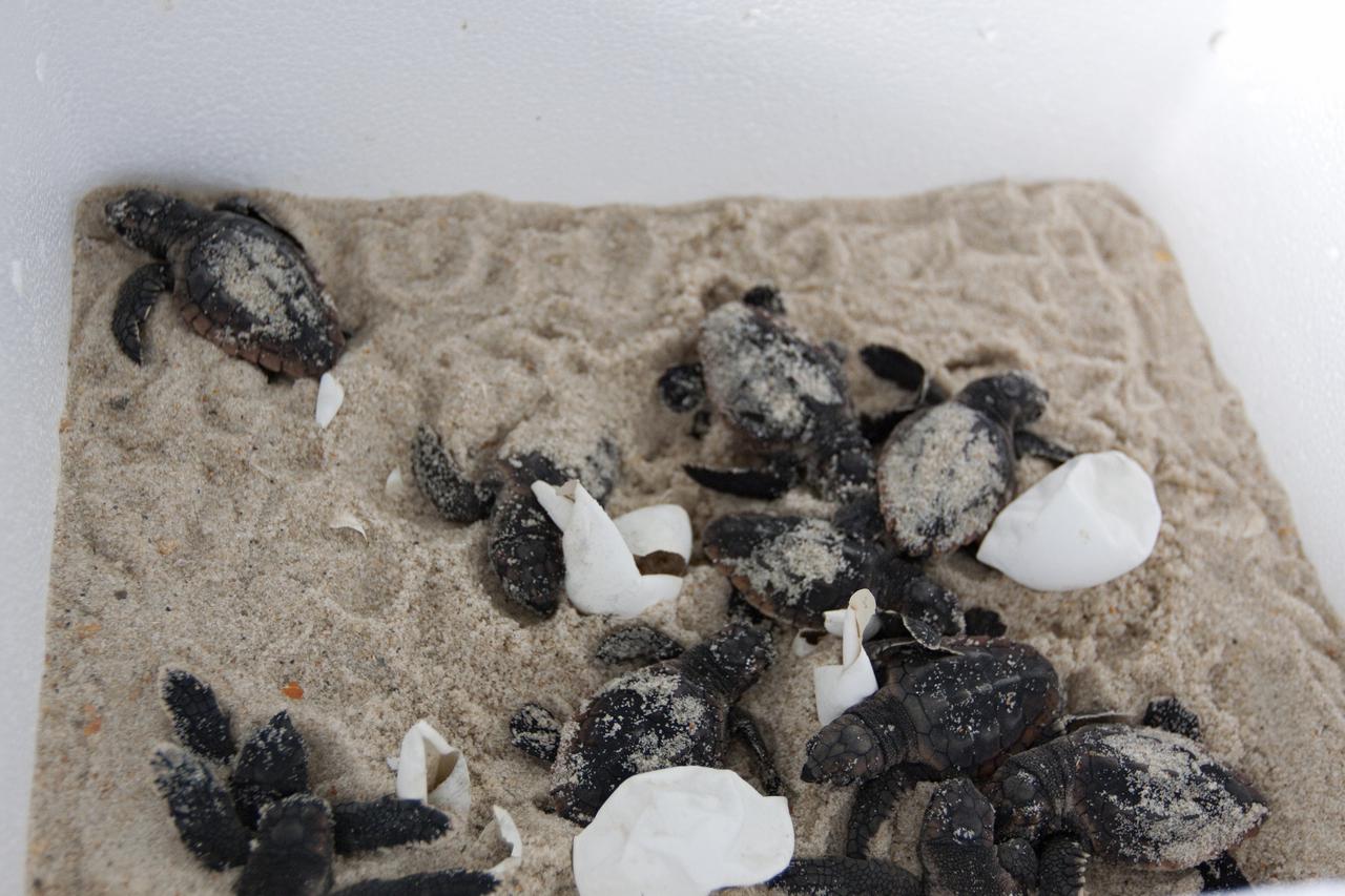CAPE CANAVERAL, Fla. -- In a climate-controlled facility at NASA's Kennedy Space Center in Florida, newly-hatched Loggerhead turtles emerge from their  eggs brought from beaches along the northern U.S. Gulf Coast.    The eggs will be monitored by biologists and hatchery workers until incubation is complete. The hatchlings will be released at different points along a 100-mile stretch of the Atlantic Ocean shoreline. That includes beaches adjacent to the Merritt Island National Wildlife Refuge, which is located inside Kennedy. The release and relocation work is part of an effort by the U.S. Fish and Wildlife Service, the Florida Fish and Wildlife Conservation Commission, the National Park Service, NOAA, FedEx and conservationists to help minimize the risk to this year's sea turtle hatchlings from impacts of the BP Deepwater Horizon oil spill in the Gulf of Mexico. This plan involves carefully moving an anticipated 700 nests during the next several months. Photo credit: NASA_Troy Cryder