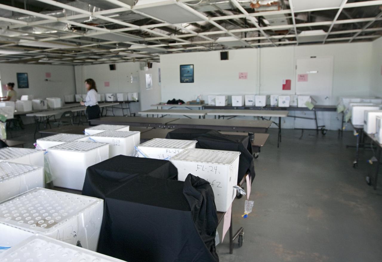 SEA TURTLE ARRIVAL - GULF RESCUE OPS