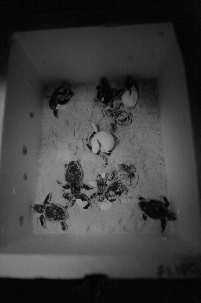 KSC Sea Turtle Release - Media Event