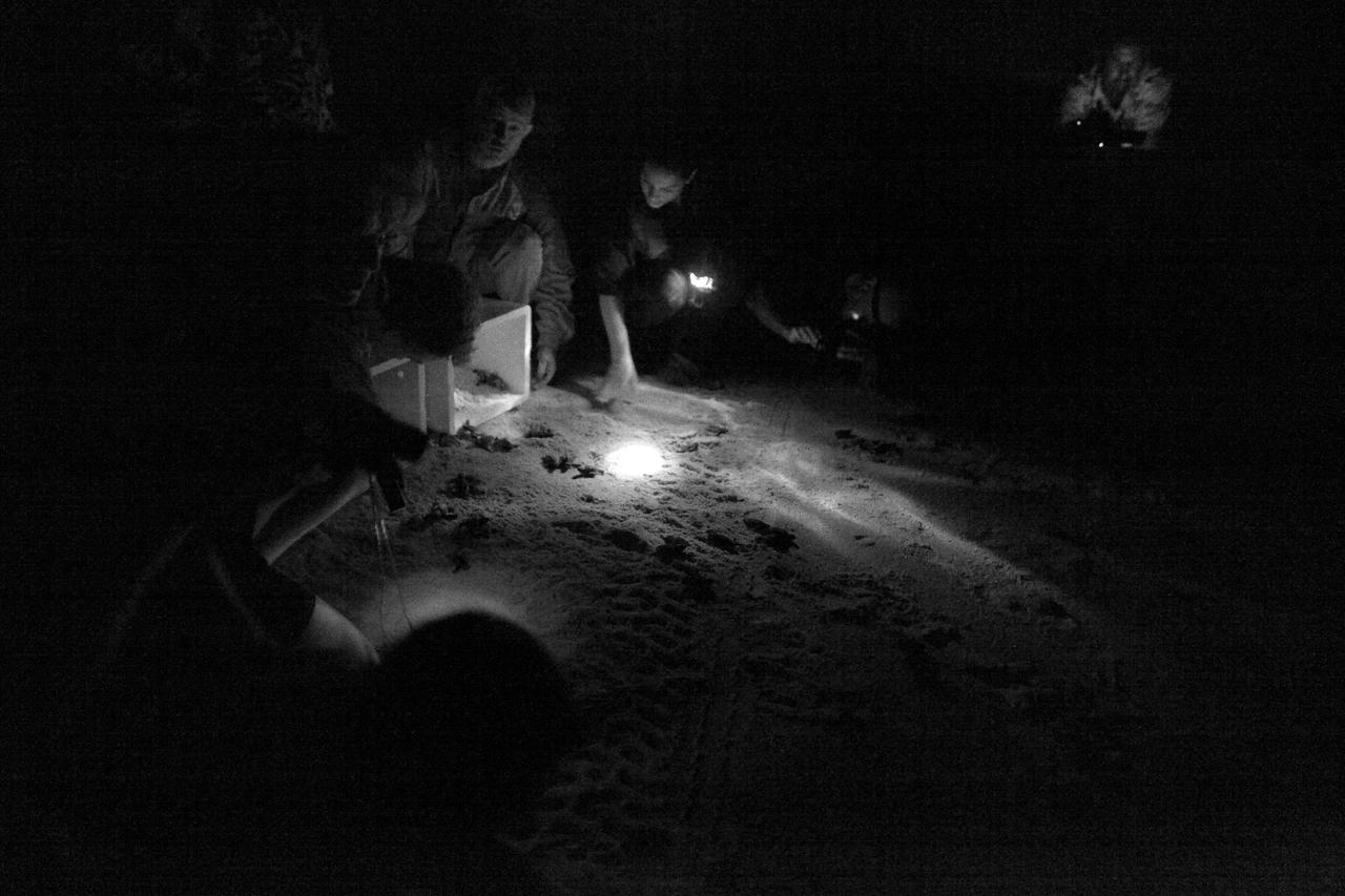 CAPE CANAVERAL, Fla. -- Hatchlings from endangered loggerhead turtle eggs, brought from beaches along the northern U.S. Gulf Coast, are being released into the Atlantic Ocean at Playalinda Beach, adjacent to the Merritt Island National Wildlife Refuge within NASA's Kennedy Space Center in Florida.      The release and relocation work is part of an effort by the U.S. Fish and Wildlife Service, the Florida Fish and Wildlife Conservation Commission, the National Park Service, NOAA, FedEx and conservationists to help minimize the risk to this year's sea turtle hatchlings from impacts of the BP Deepwater Horizon oil spill in the Gulf of Mexico. This plan involves carefully moving an anticipated 700 nests deposited on Florida Panhandle and Alabama beaches during the next several months. Note: The photos were shot using an infrared filter to protect the hatchlings. Photo credit: NASA_Dimitri Gerondidakis