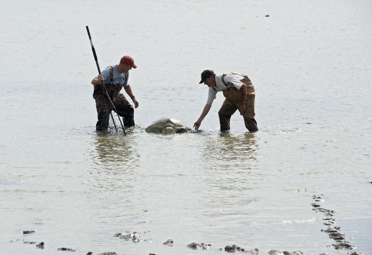 LOGGERHEAD SEA TURTLE RESCUE FOR RELEASE - MINWR