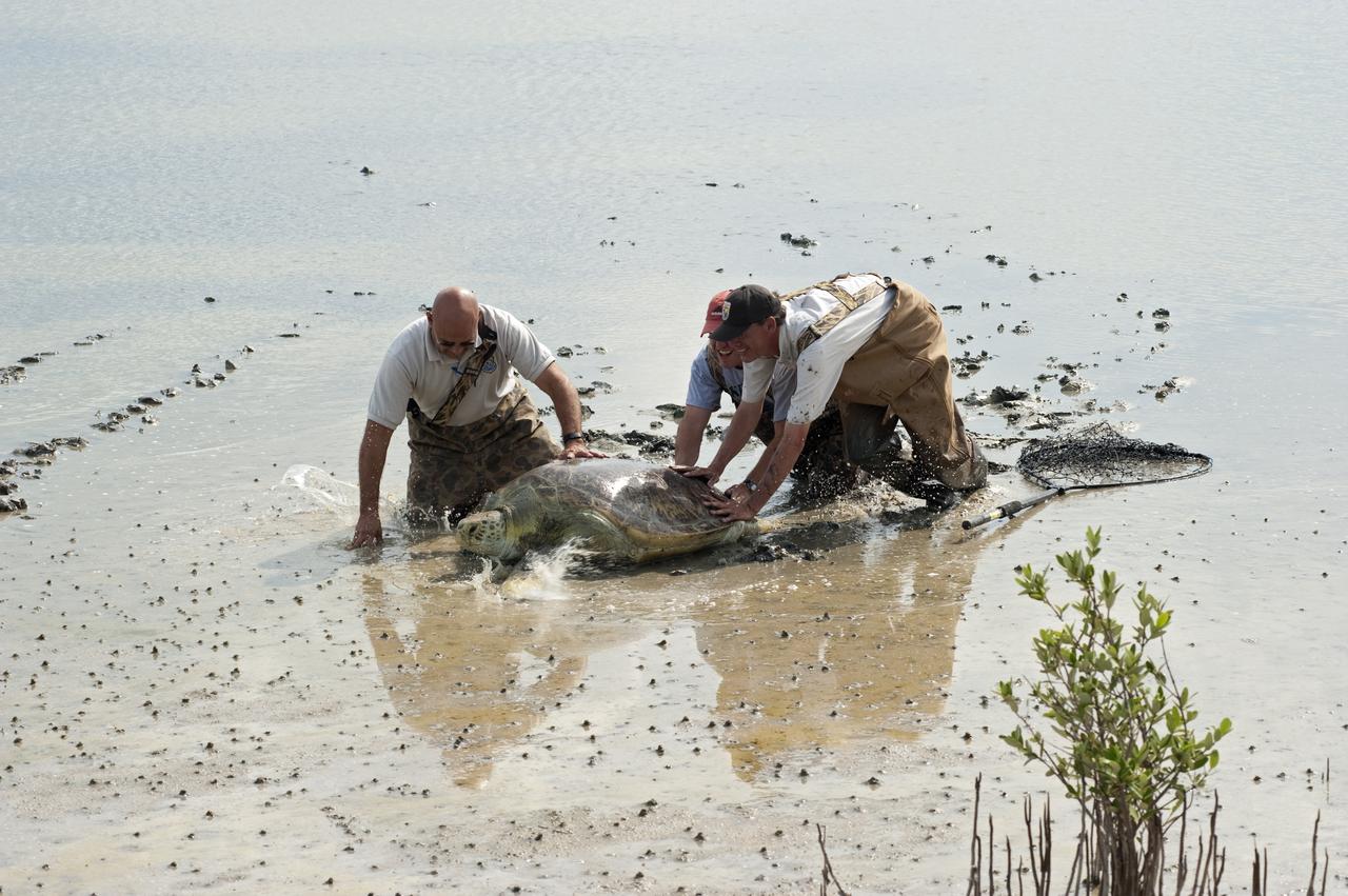 LOGGERHEAD SEA TURTLE RESCUE FOR RELEASE - MINWR