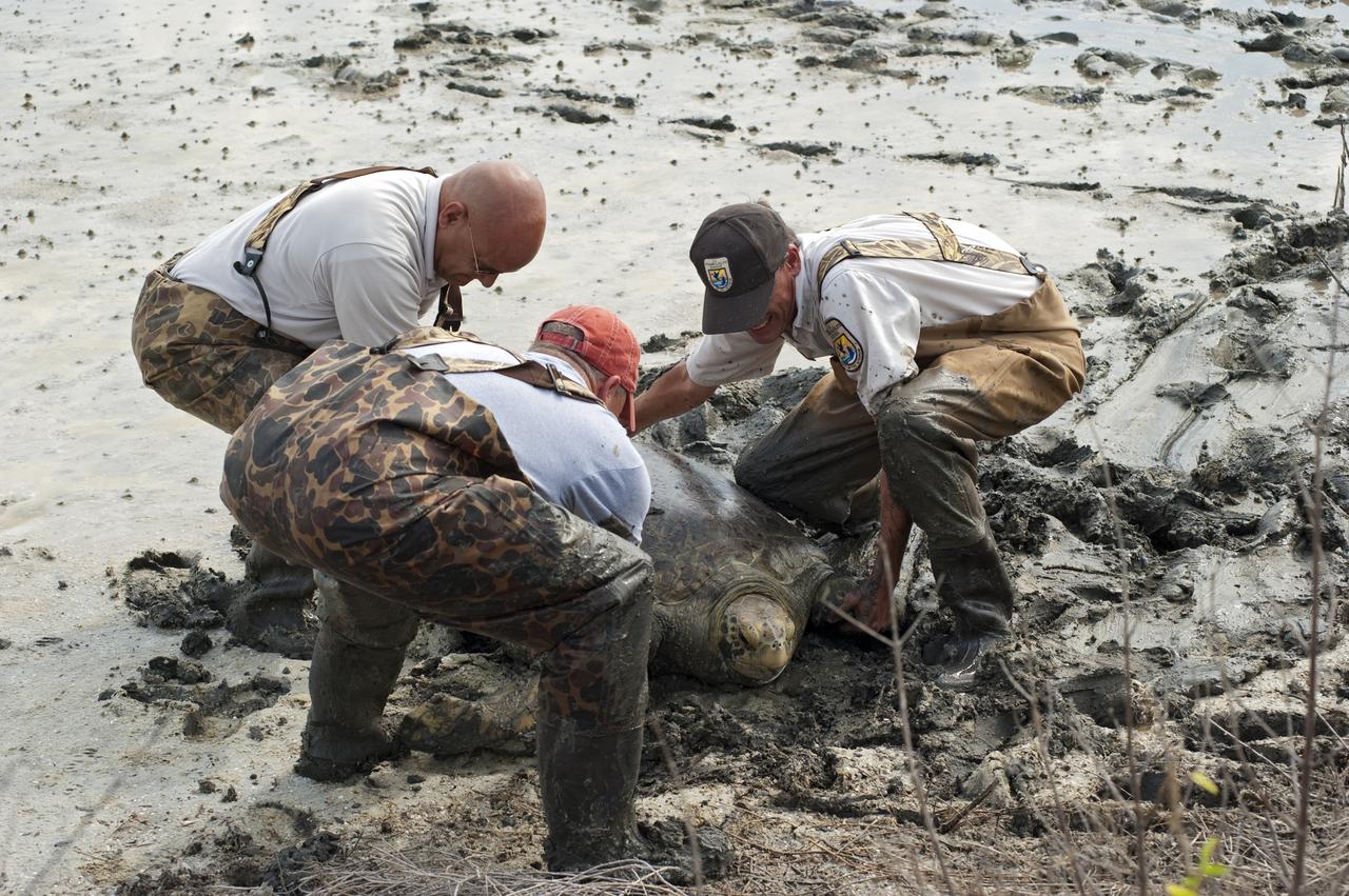 LOGGERHEAD SEA TURTLE RESCUE FOR RELEASE - MINWR