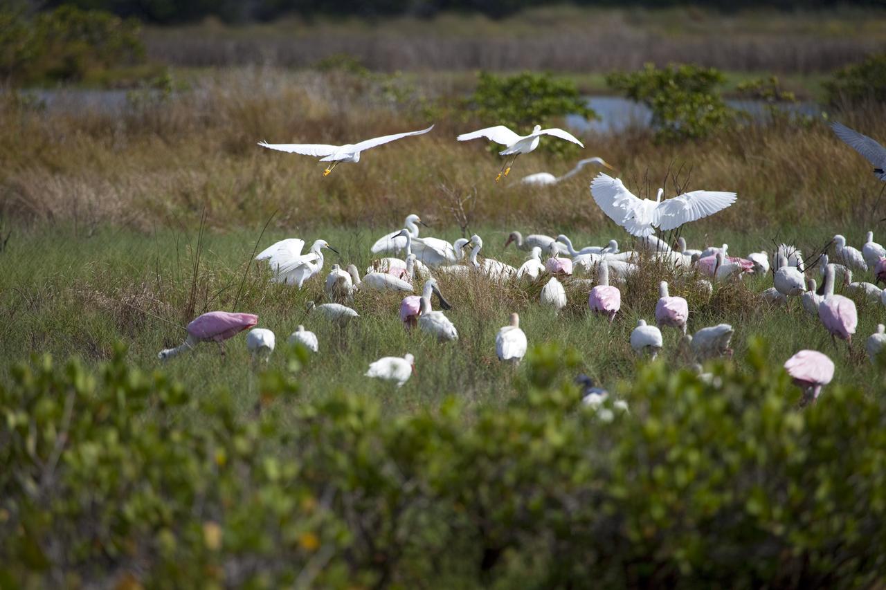 KSC WILDLIFE - ALLIGATORS & BIRDS