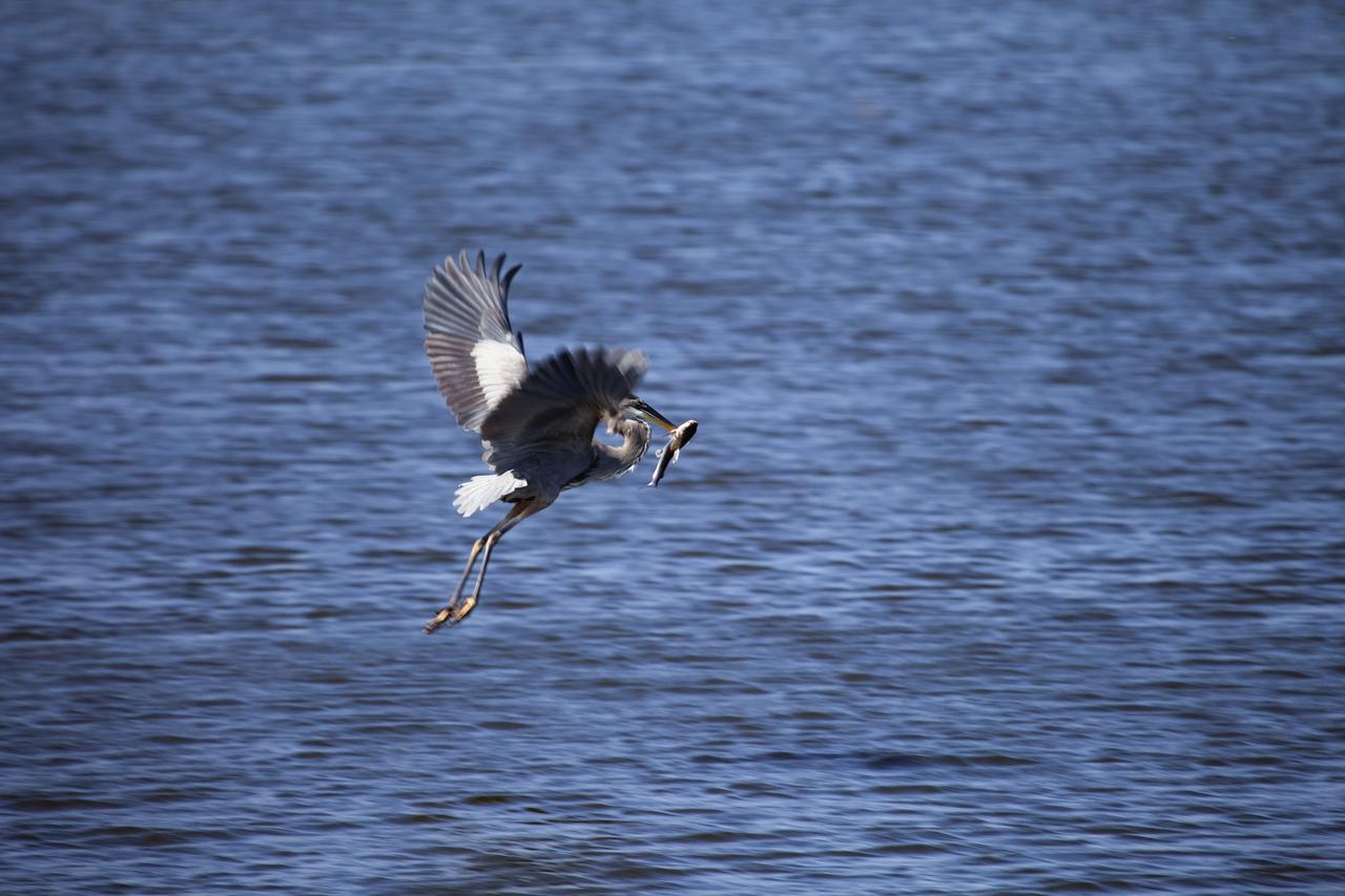KSC WILDLIFE - ALLIGATORS & BIRDS
